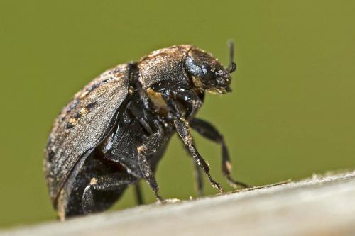 Byrrhus sp.