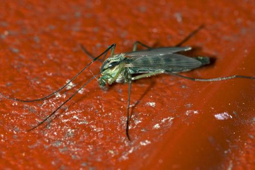 Chironomus sp.