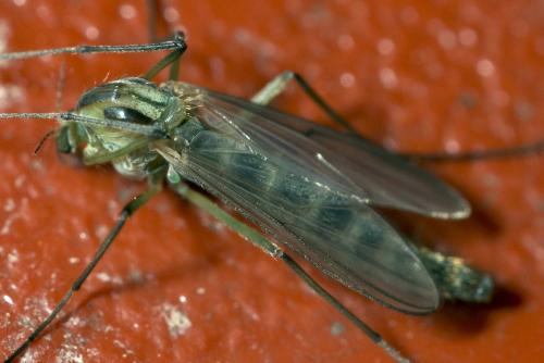 Chironomus sp.