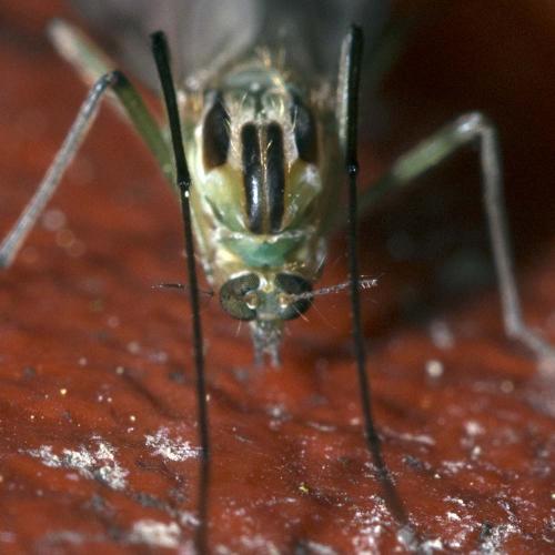 Chironomus sp.