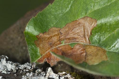 Coleophora hemerobiella