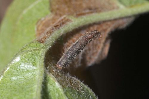 Coleophora hemerobiella