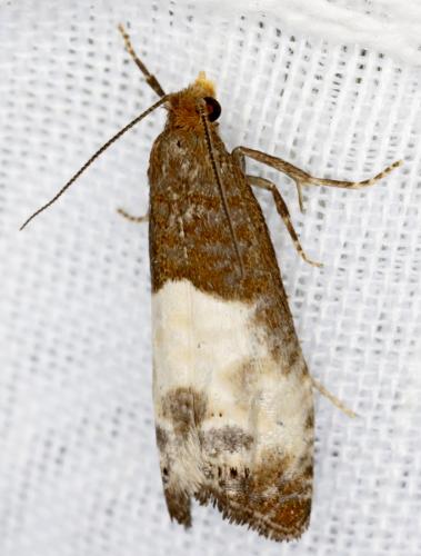 Notocelia cynosbatella