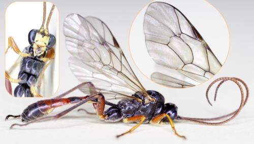 Réf. 182 692 : Hadrodactylus indefessus