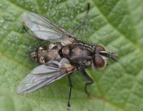 Réf. 182 770 : Exoristinae inconnu