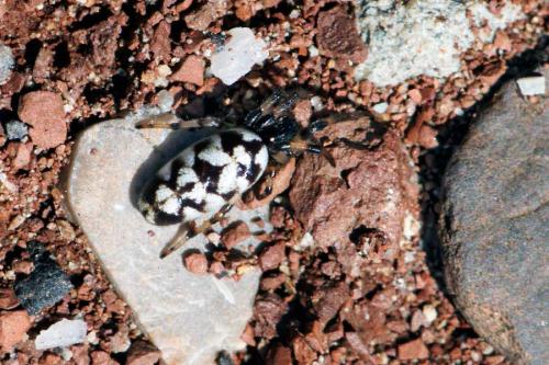 Nemoscolus laurae