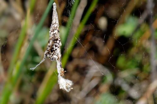 Nemoscolus laurae