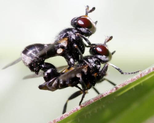 Thecophora atra