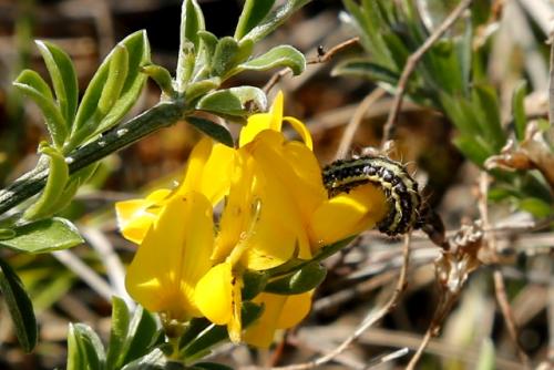 Heterogynis sp.