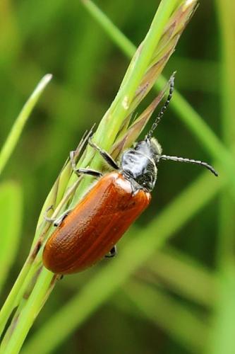 Omophlus sp.