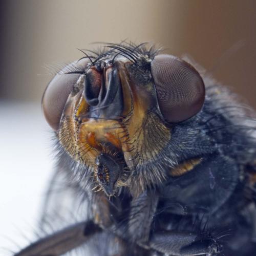 Réf. 182 477 : Calliphora vicina