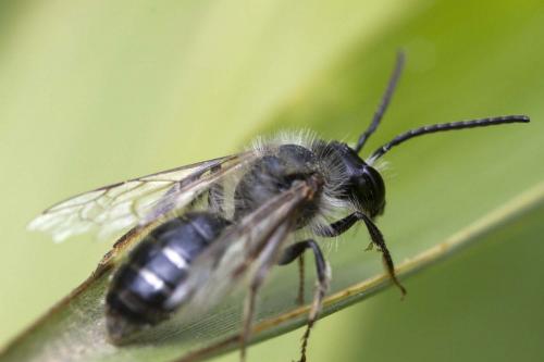 Andrena sp.