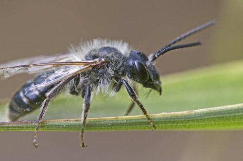 Andrena sp.