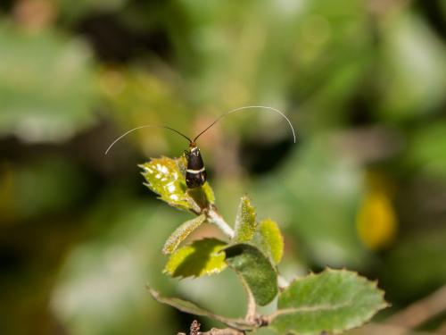Adela australis
