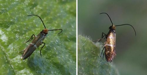 Micropterix aruncella