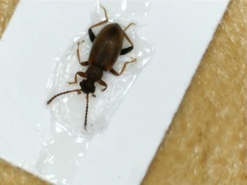 Réf. 182 496 : Cobososia pruinosa