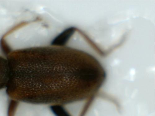Cobososia pruinosa