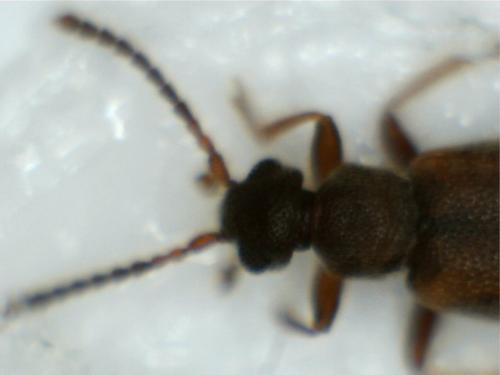 Réf. 182 499 : Cobososia pruinosa