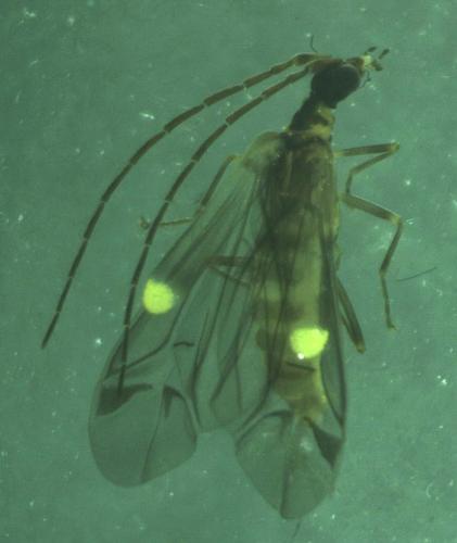 Réf. 182 812 : Malthinus sp.