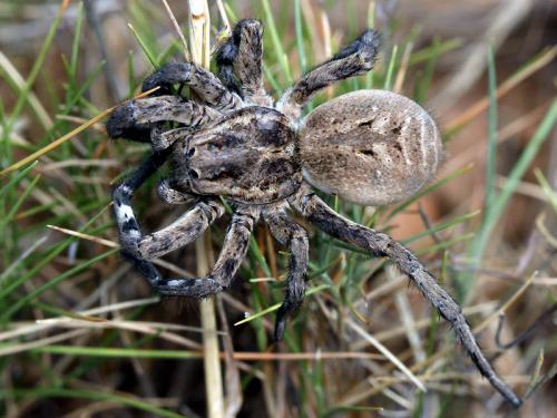 Lycosa tarantula