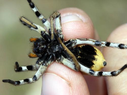 Lycosa tarantula