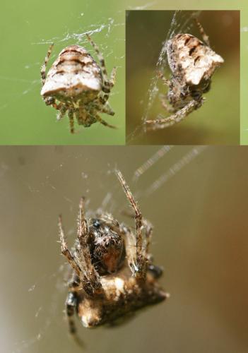 Réf. 182 155 : Gibbaranea bituberculata
