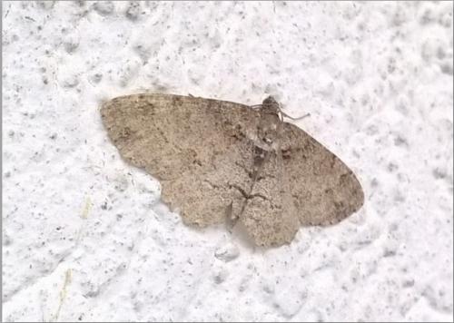 Réf. 182 962 : Paradarisa consonaria