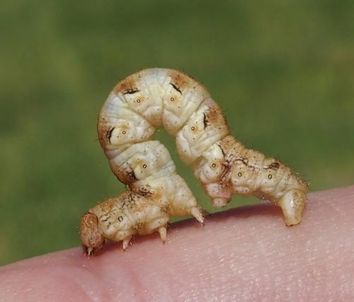 Erannis defoliaria