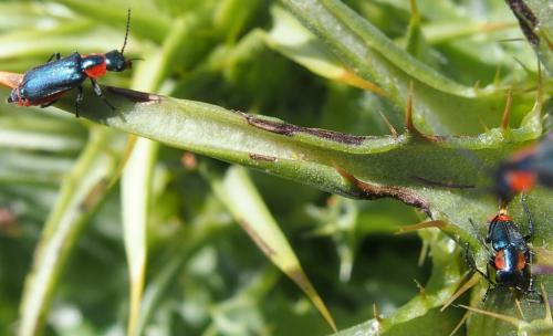 Clanoptilus abdominalis