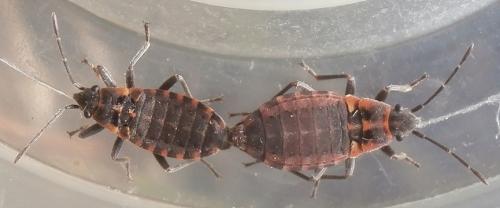 Réf. 182 558 : Apterola kuenckeli