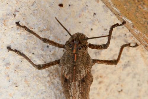 Anacridium aegyptium