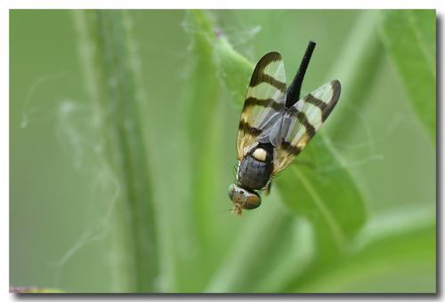 Urophora jaceana