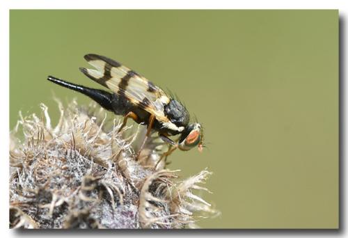 Urophora jaceana