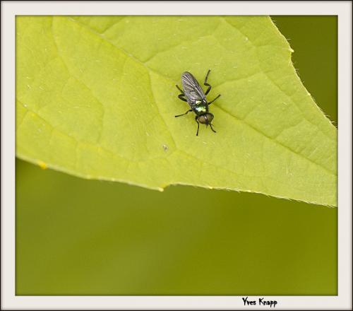 Actina chalybea