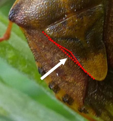 Carpocoris purpureipennis