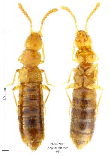 Réf. 182 214 : Geostiba nitida