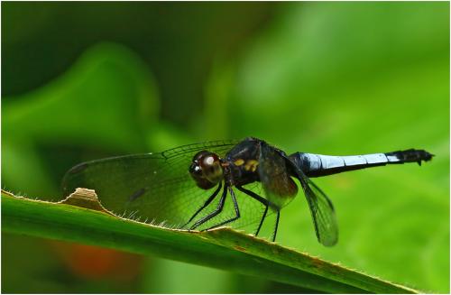 Réf. 182 417 : Erythrodiplax unimaculata
