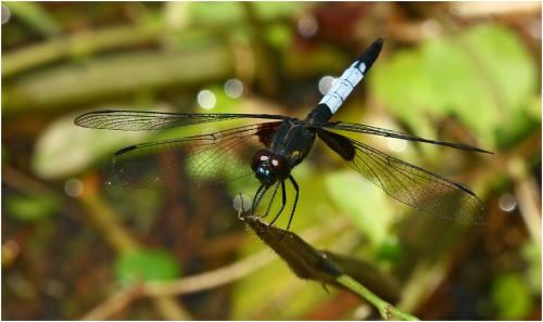 Réf. 182 416 : Erythrodiplax unimaculata