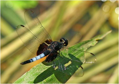 Réf. 182 415 : Erythrodiplax unimaculata