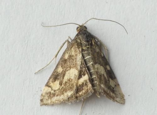 Réf. 182 221 : Pyrausta purpuralis