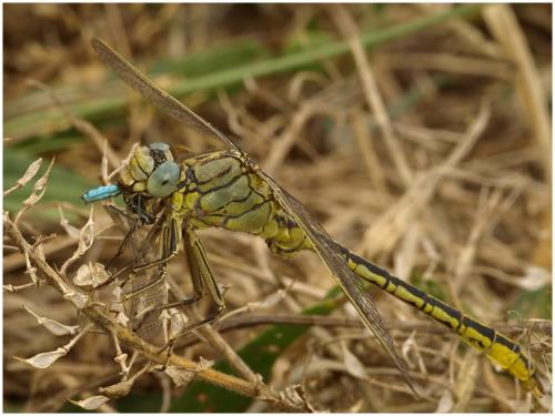 Gomphus pulchellus