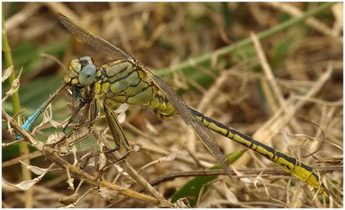 Gomphus pulchellus