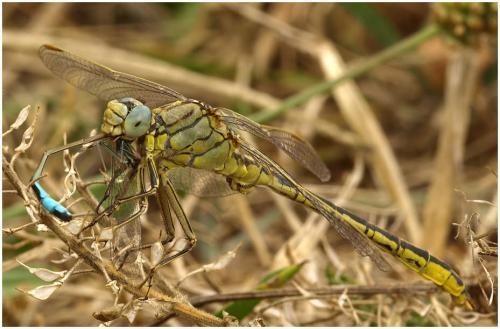 Gomphus pulchellus