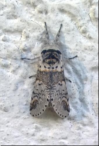 Furcula furcula