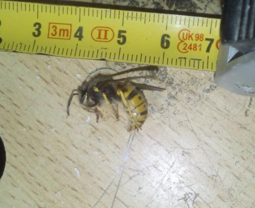 Vespula germanica