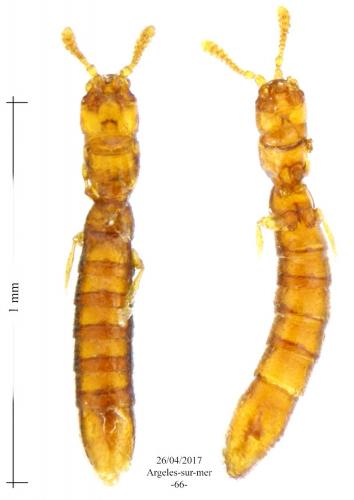 Leptotyphlus sp.
