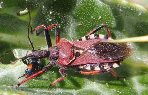 Réf. 182 026 : Rhynocoris erythropus