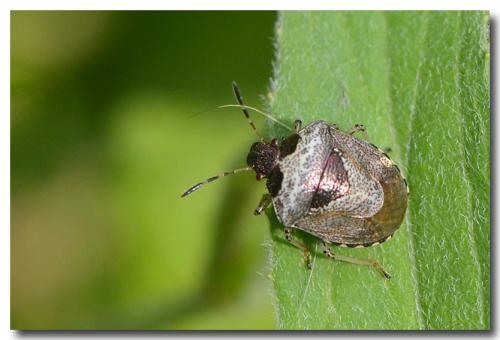 Réf. 182 799 : Stagonomus venustissimus