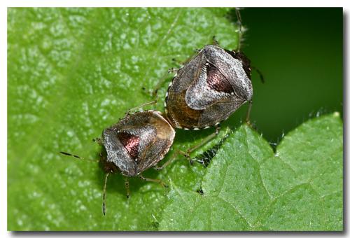 Réf. 182 802 : Stagonomus venustissimus