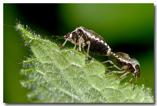 Réf. 182 803 : Stagonomus venustissimus